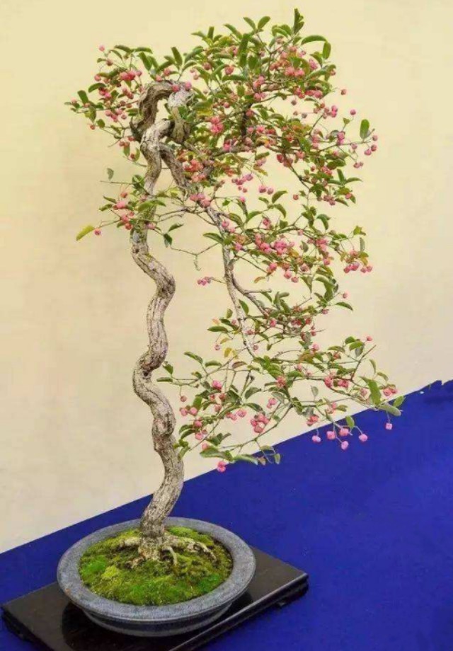 卫矛盆景的造型与养护,秋季叶,果红艳,冬季枝翅奇特