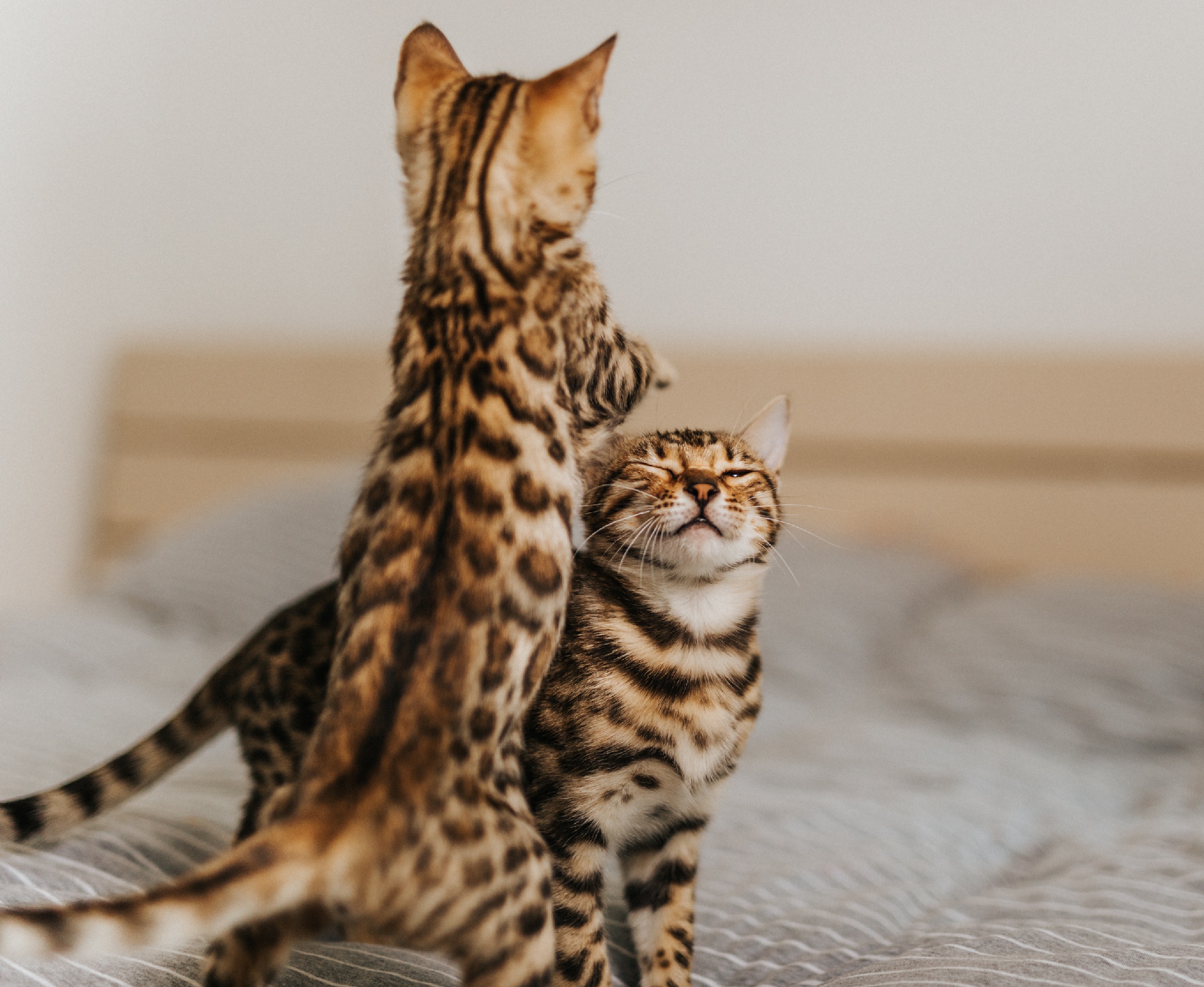 云南两人捡到1只豹猫幼崽，才一两个月大，这么可爱能养吗？
