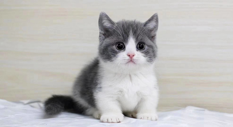 东北猫价格便宜，到底能不能买？答应我，以后别再问类似的问题