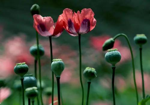 第三代毒品危害是第一代的1000倍，隐蔽的新时代毒品有哪些？