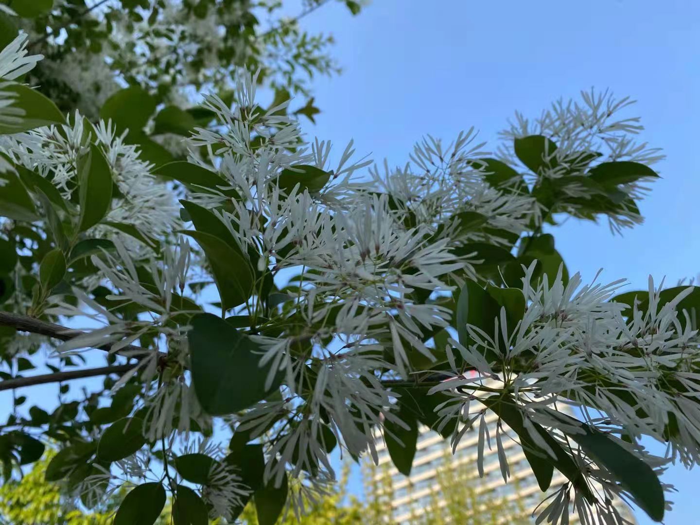 “淡香入心脾，细雪落玉枝”！流苏花开胜似雪