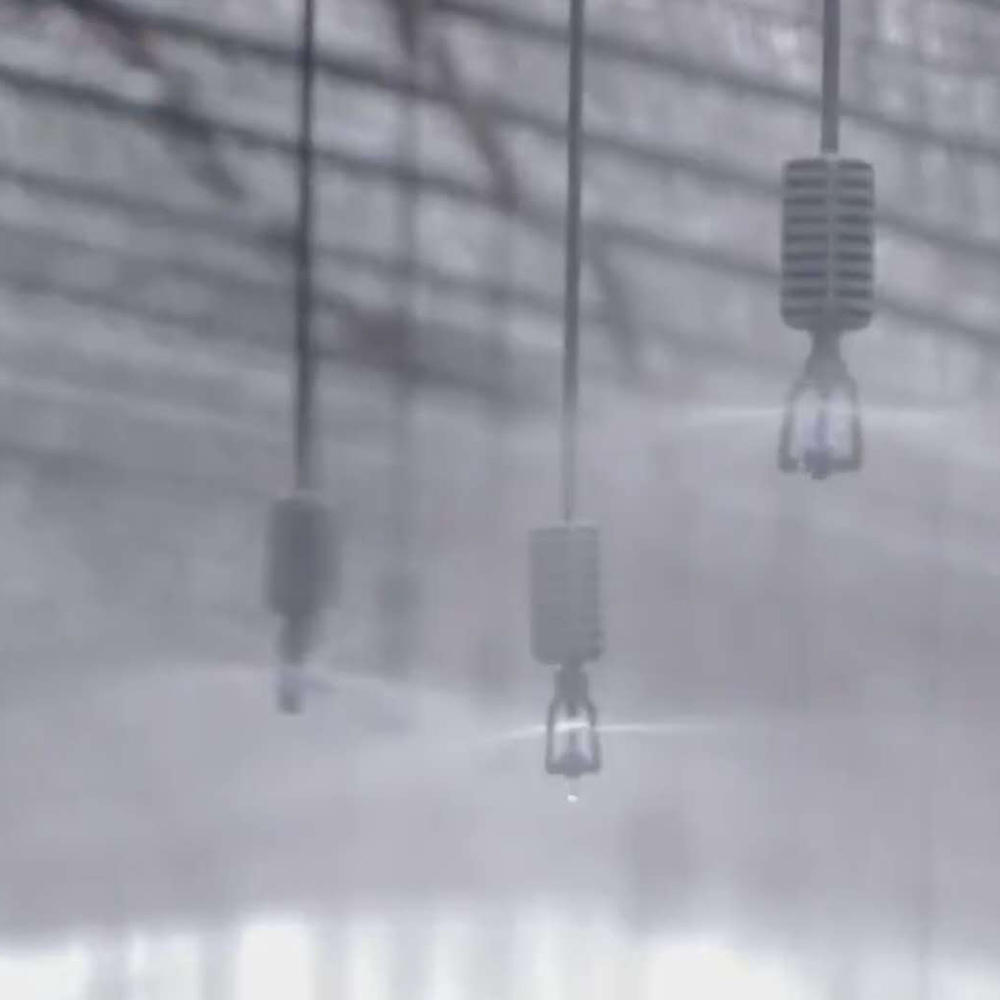 这才是要发了，羊肚菌栽培技术及注意事项