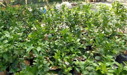冬肥备了吗？80元一包还包邮的大牌有机生物菌肥来看看