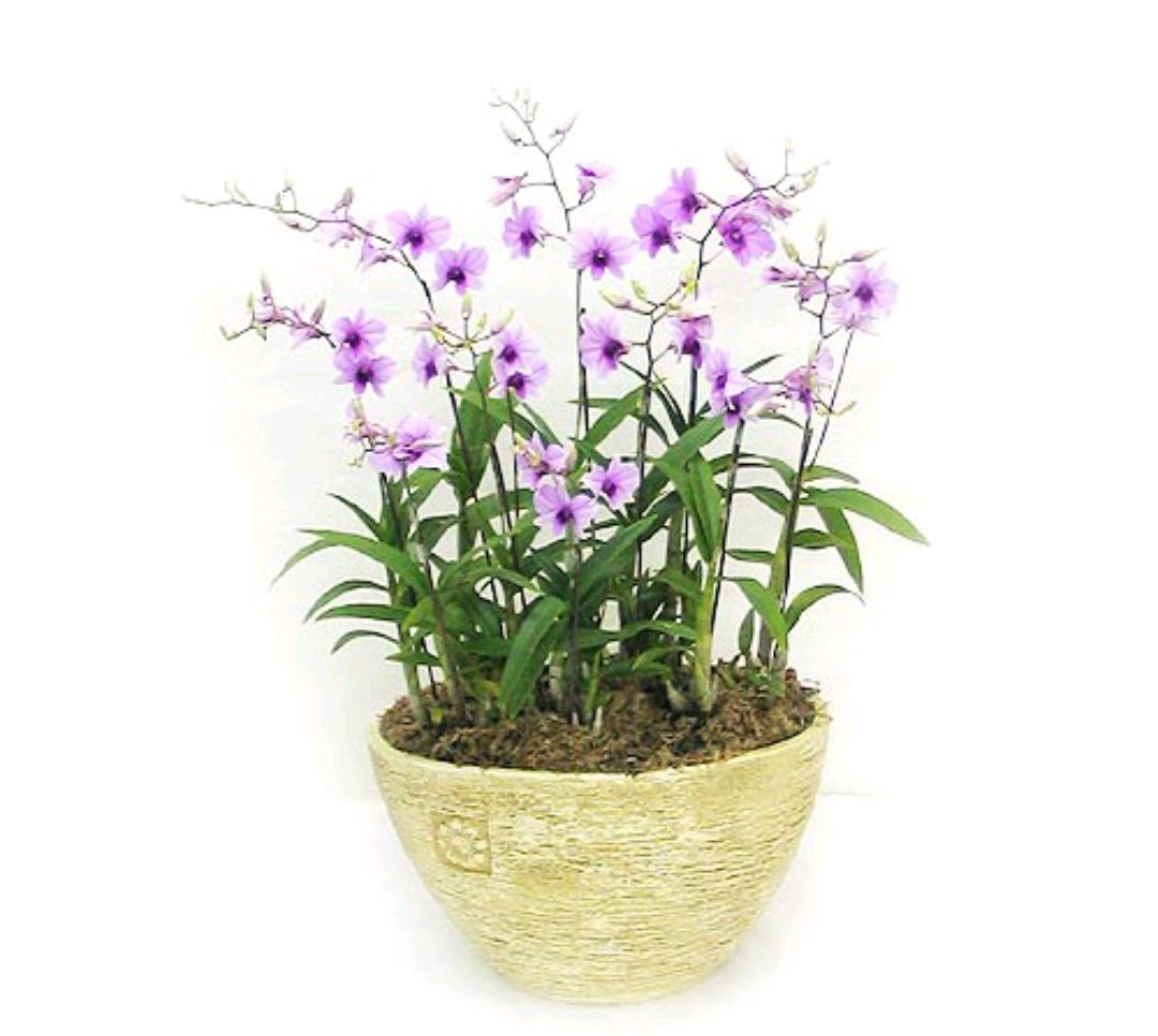 人养花，花亦滋养着人！100种室内盆栽花草图鉴，有您喜欢的吗？