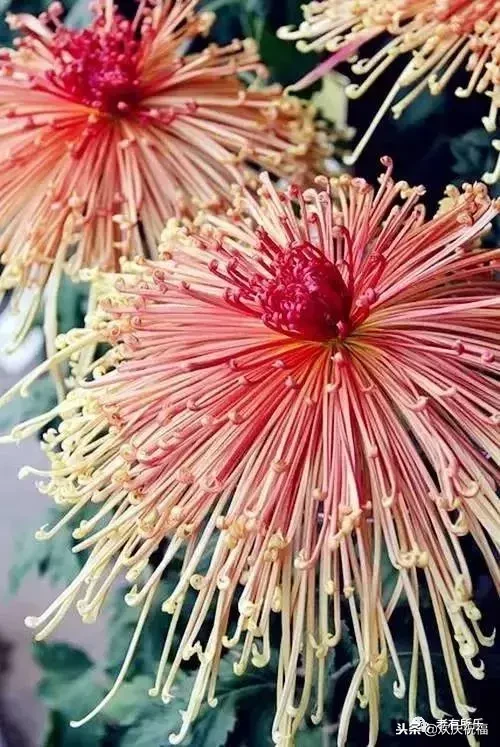 万花凋谢，秋菊傲霜（太美了！）