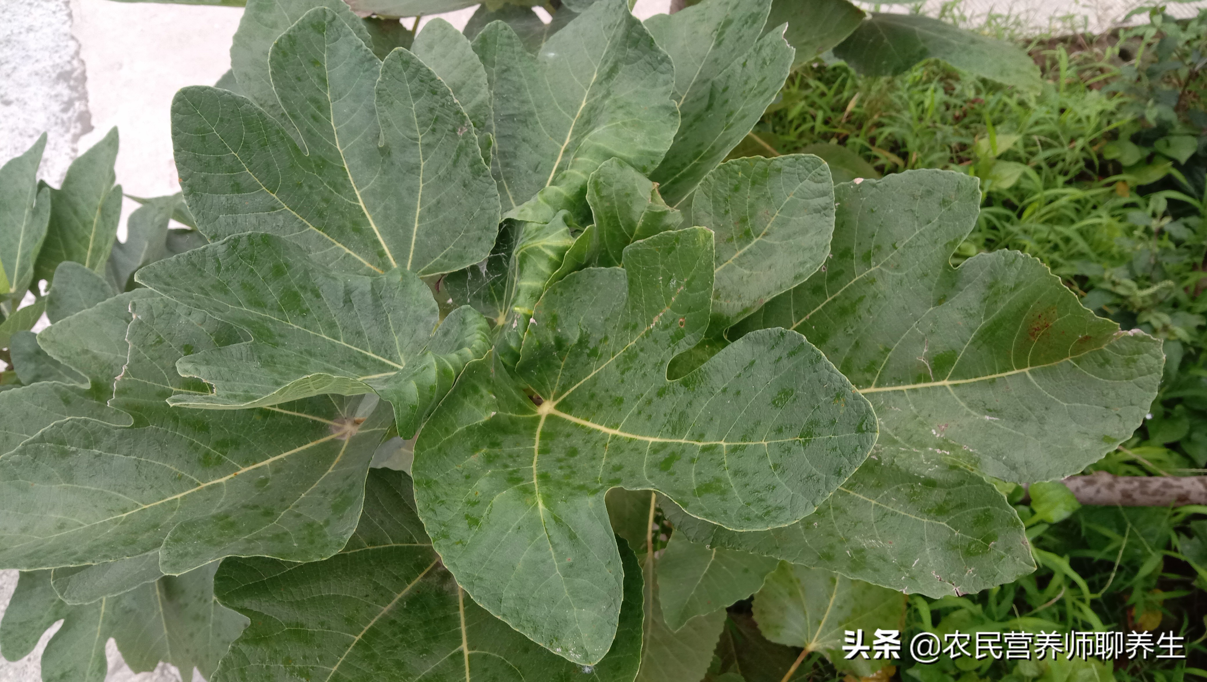 无花果的功效与作用及禁忌，叶子更值钱