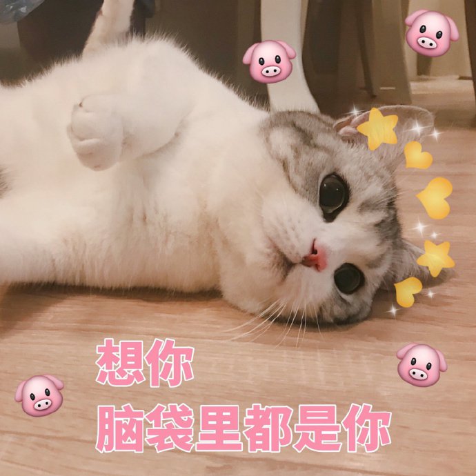 表情包：猫猫怂怂