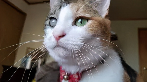 猫咪眼睛突然变色？可能是葡萄膜炎
