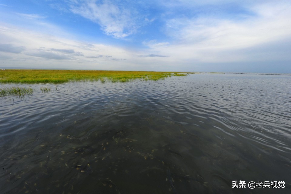 青海刚察：遇见惊艳的狼毒花