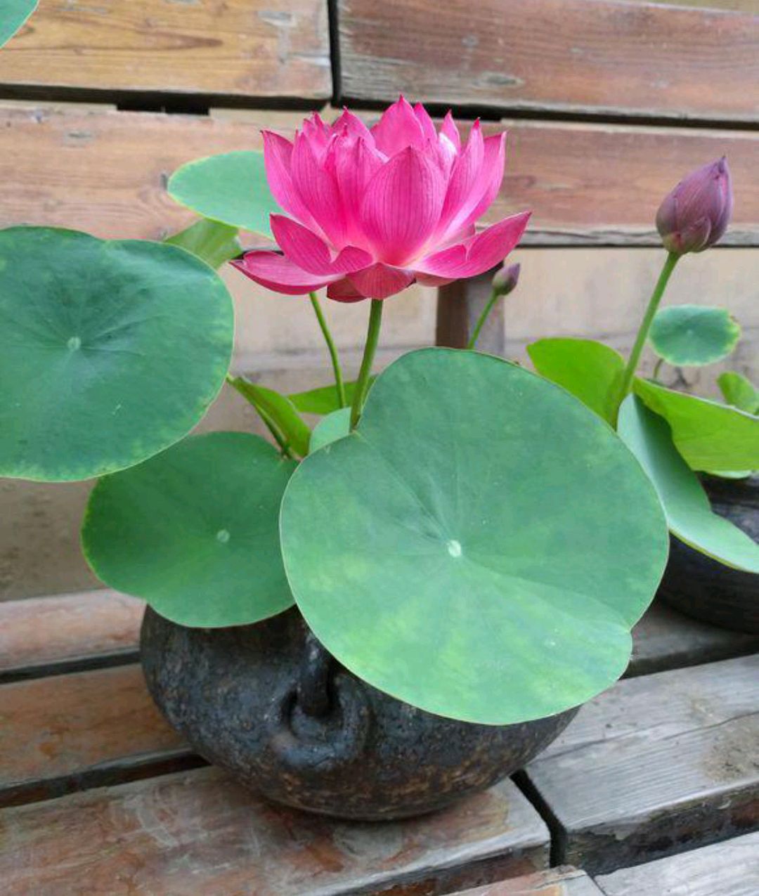 人养花，花亦滋养着人！100种室内盆栽花草图鉴，有您喜欢的吗？