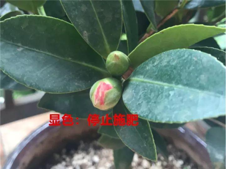 这12种花快施肥，根壮叶绿，还能提早开花