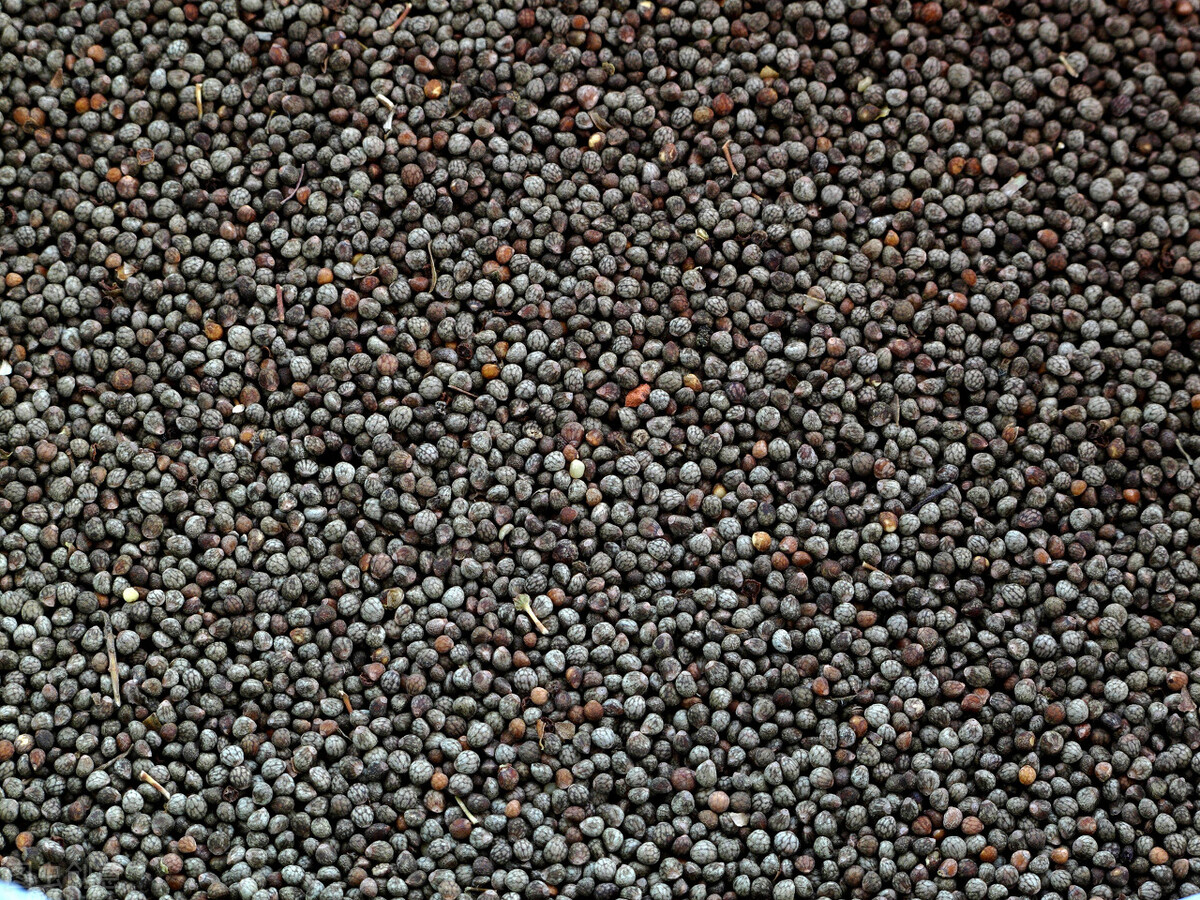 紫苏是什么科普（紫苏的营养价值及种植方法）