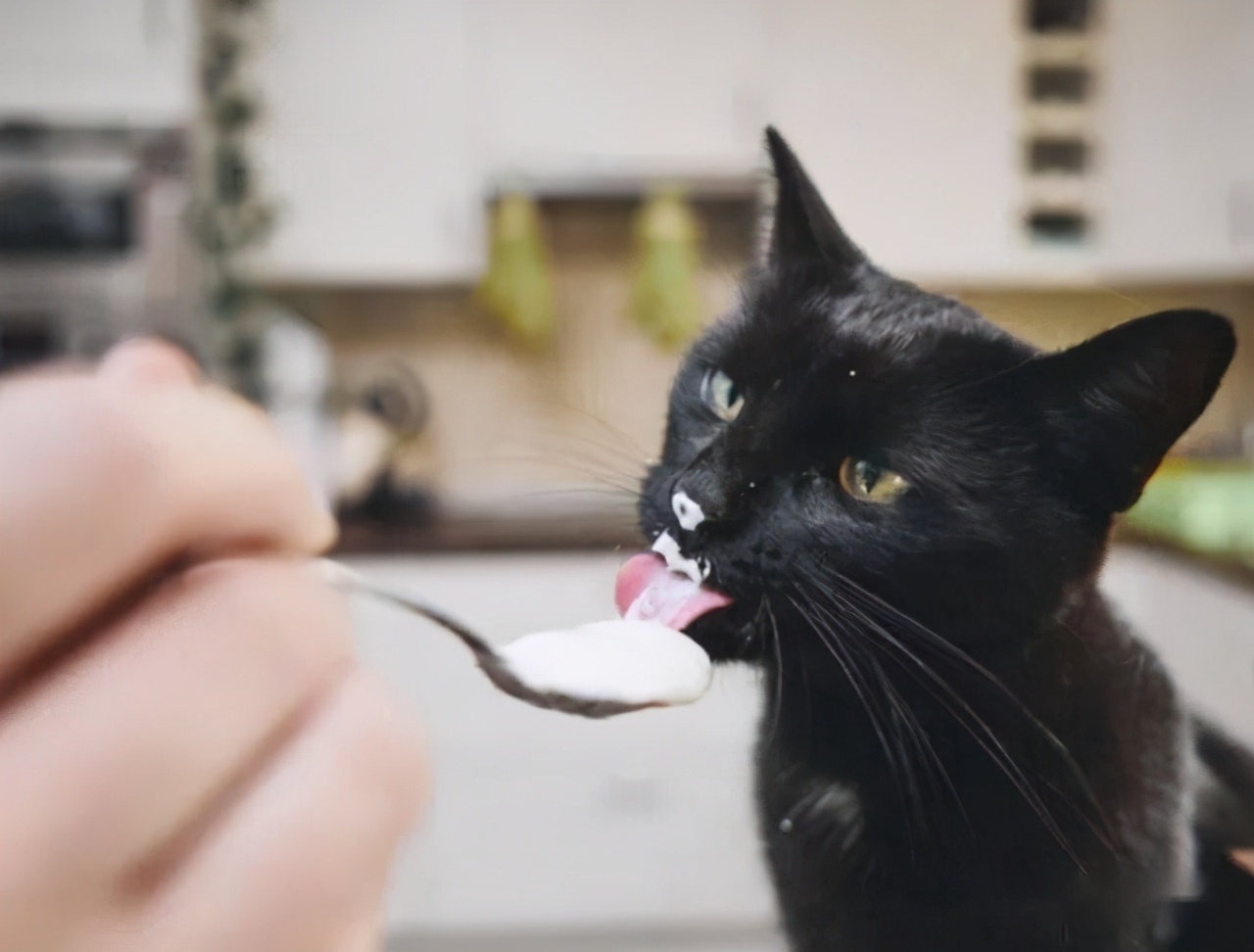 野猫吃什么食物（这10样食物小猫看到都会流口水）