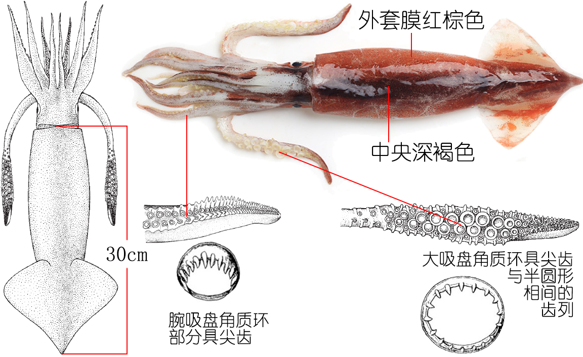 解析海鲜｜认识鱿鱼（终结篇）