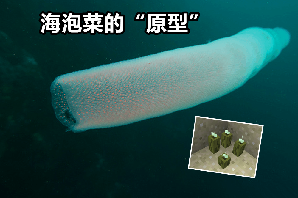 “水下火把”是什么梗？我的世界：海泡菜你可能不知道的12个事实
