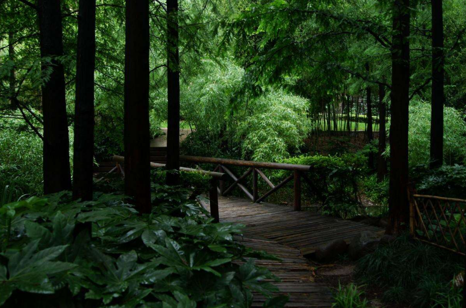 「诗词鉴赏」梅雨季节​，一起欣赏美丽的梅雨诗词