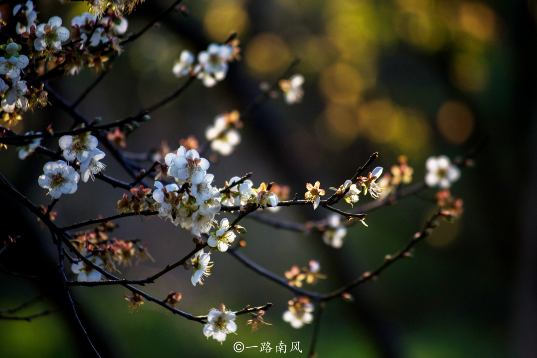 广州几乎不会下雪，却有一座香雪公园，春节前总是游人如织