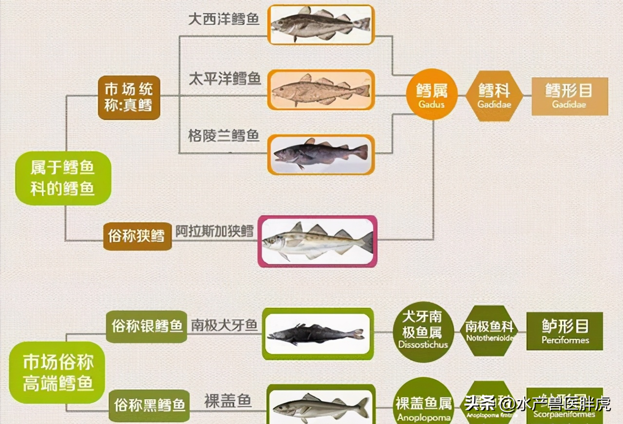 鳕鱼是海鱼还是淡水鱼(知识科普鳕鱼的种类)