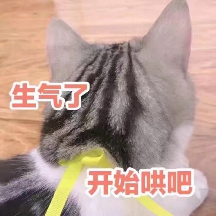 猫咪表情包：这恶心的恋爱味道、