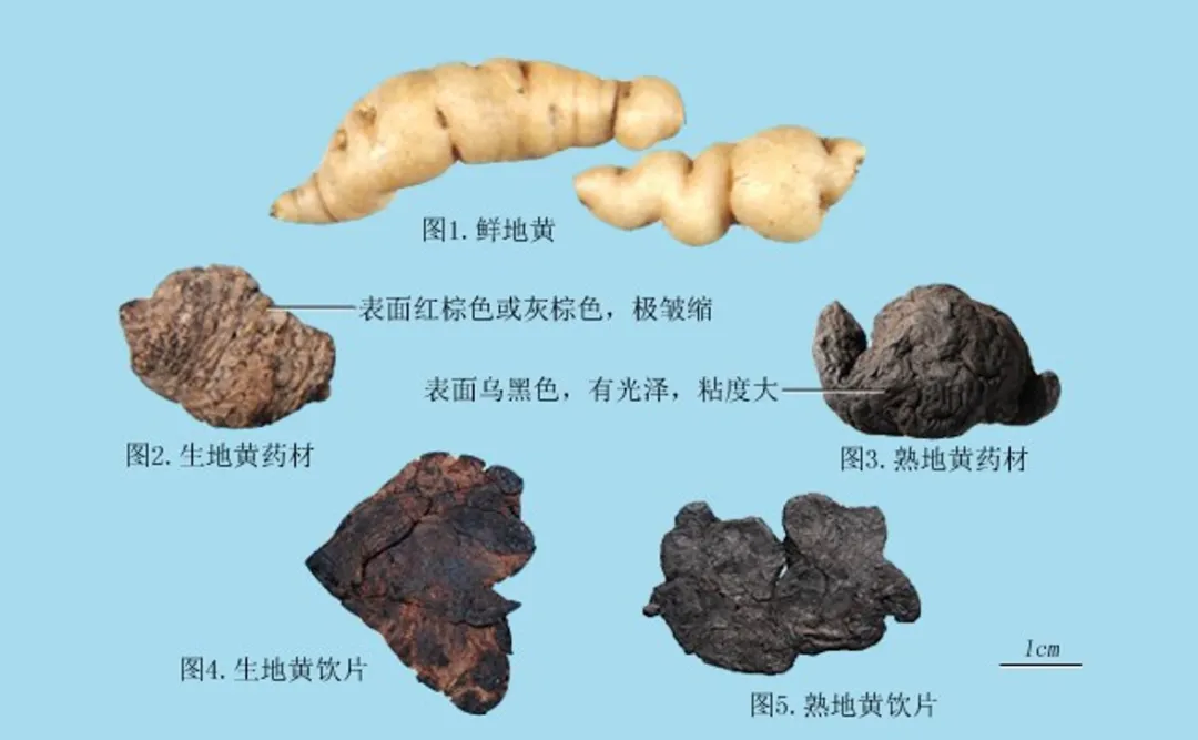 地黄作用(本草纲目) - 行就行