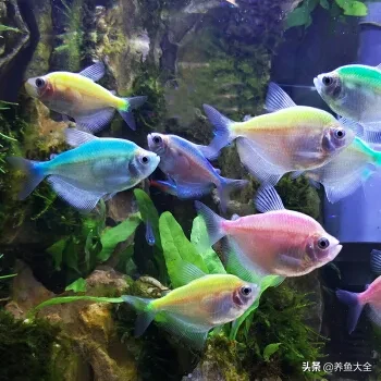 觀賞水族重點精華之熱帶魚篇能在水族箱中飼養的淡水熱帶觀賞魚約有數