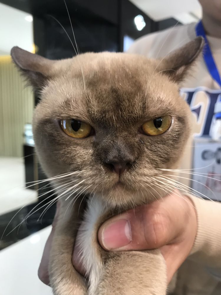 半岛调查｜你撸过60万元一只的猫咪吗？揭开“天价猫”的神秘“喵生”