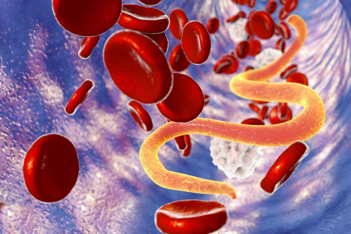 粪便中的常见虫卵图片(八九十年代) - 赤虎壹号