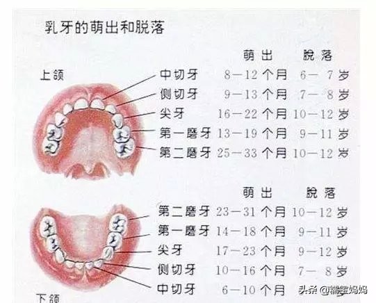 宝宝几岁开始换牙属于正常，儿童换牙顺序图片大全图解