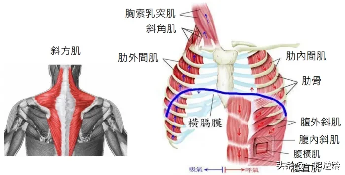 女生如何保持腹部平坦？