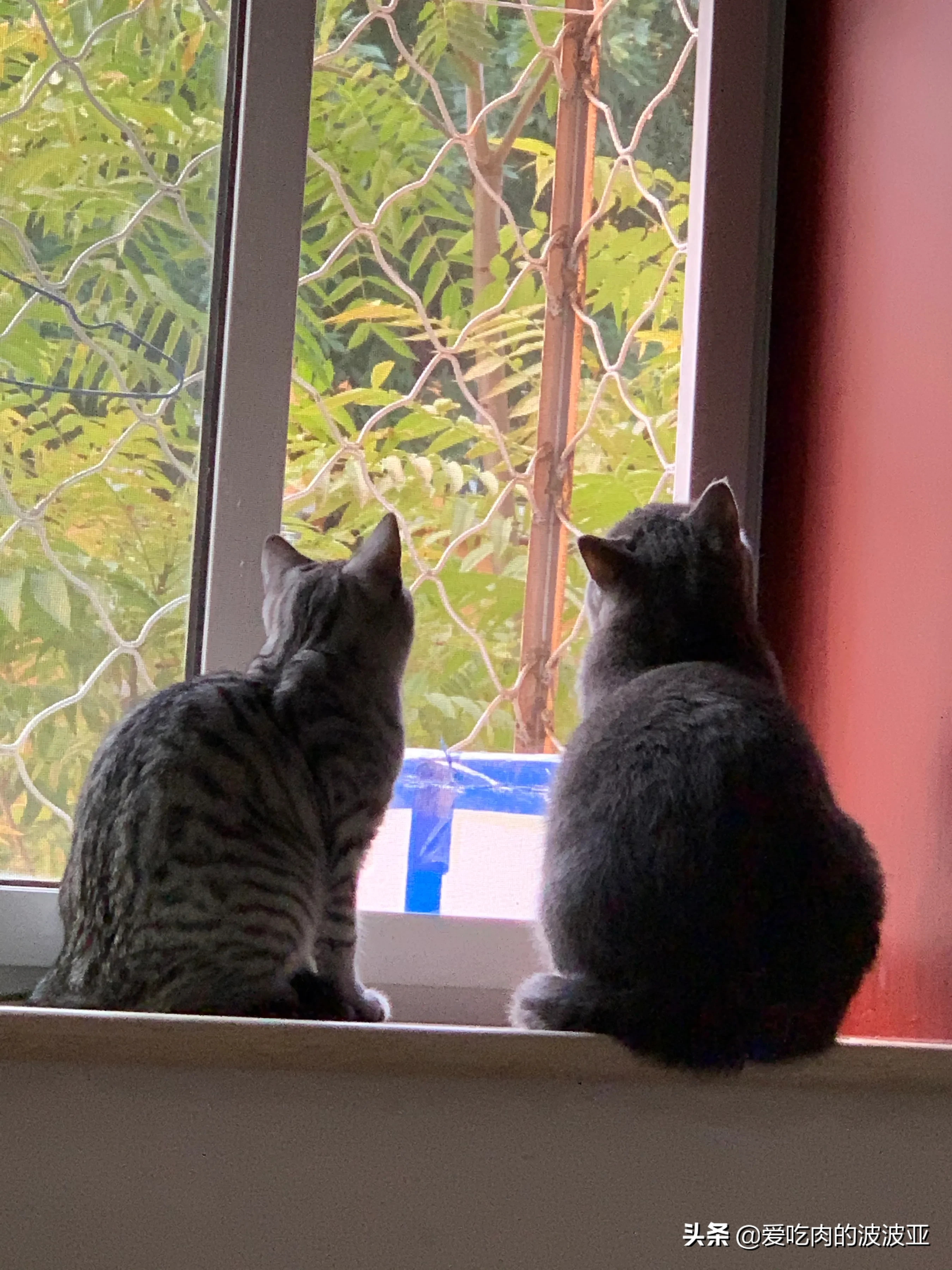 刚生了猫咪的母猫该怎样照顾(猫咪多大发情&怎么判断你家猫咪是不是发情了？（母猫篇）)