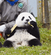 每天都可以摸到熊猫这种大型萌宠，这工作真的太令人羡慕了