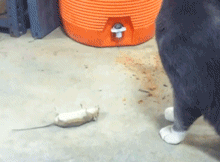 装死 猫口逃生 