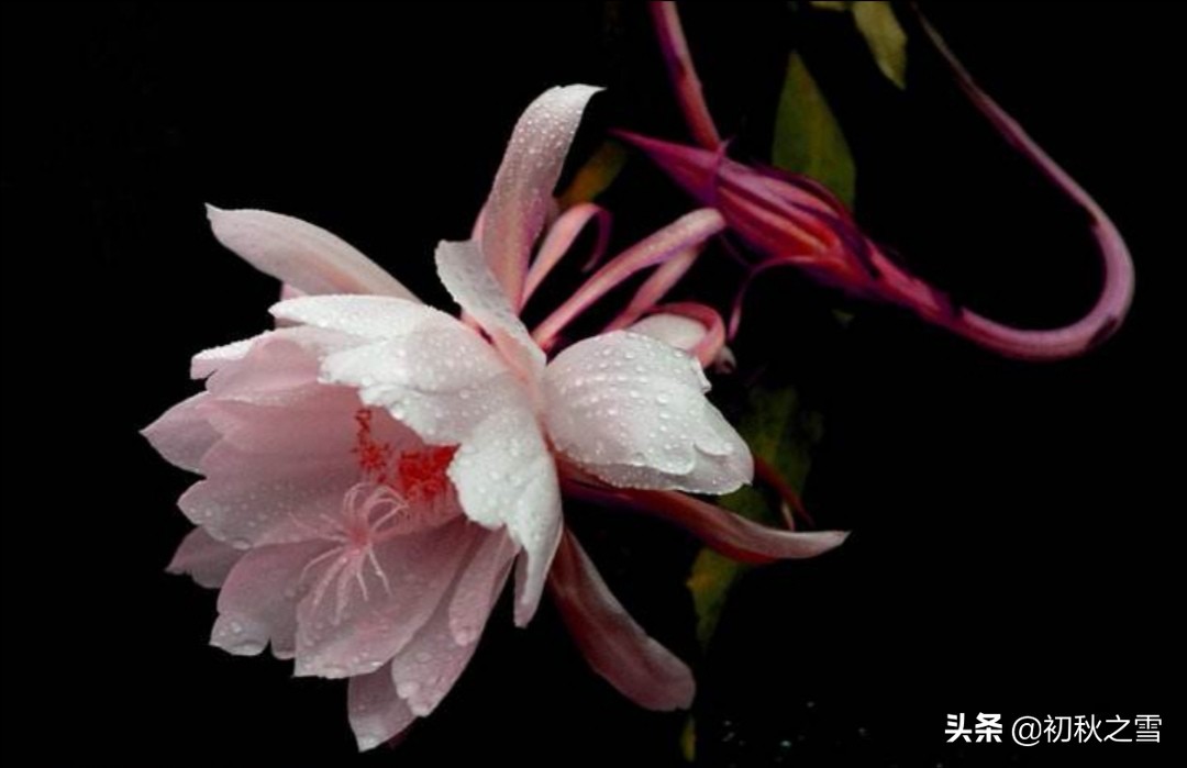 昙花什么颜色(详解昙花的形态颜色和养护要点)