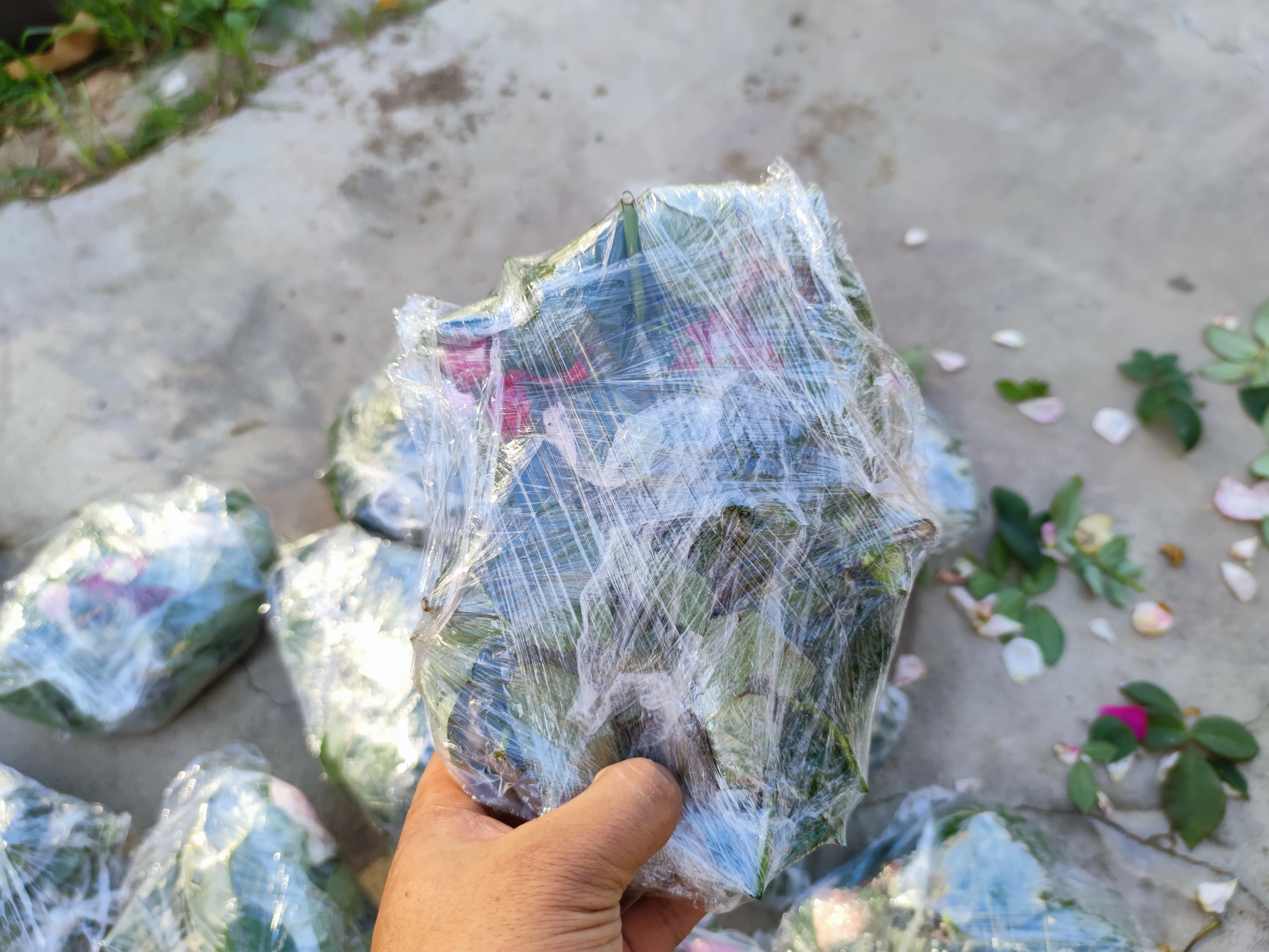 花友需要的月季枝条，已经全部寄出去了，大家收到以后，自己再剪一刀，露出新的伤口
