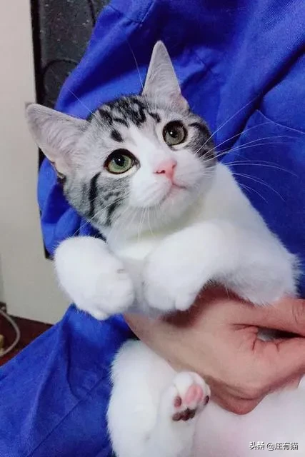 美国短毛猫的弊端(美国短毛猫5大弊端端VS美短的3大优点)