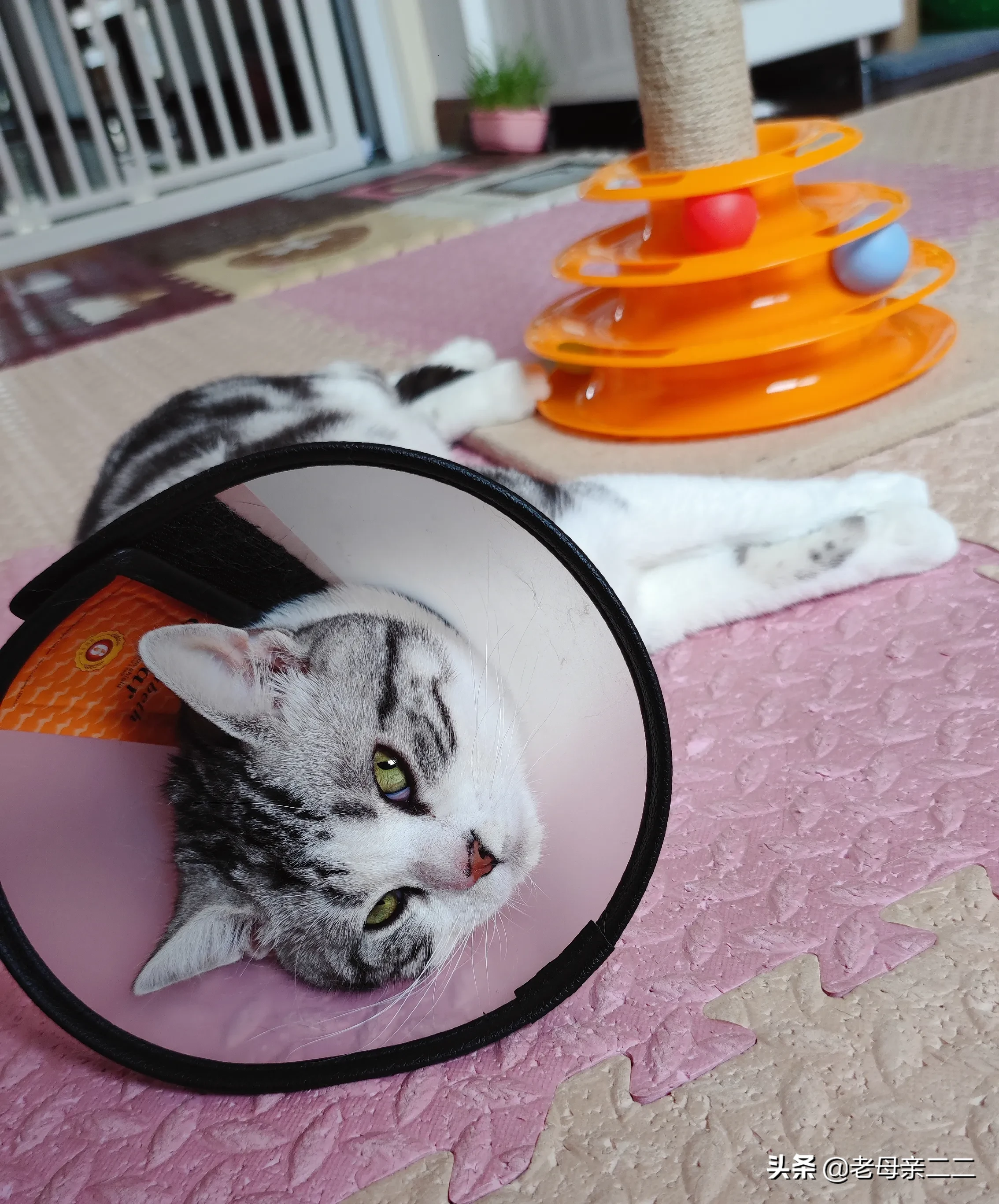 猫咪能跟自己的孩子好好相处吗(感觉猫咪跟孩子一样，你多陪陪它)