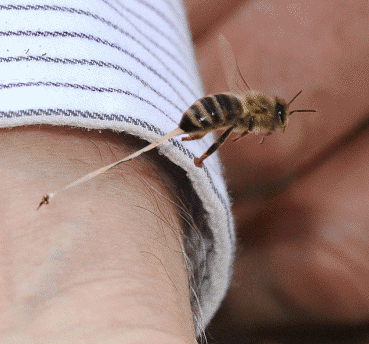 蜜蜂尾后针……这尾后针叮出去之后，蜜蜂也就活不了了……