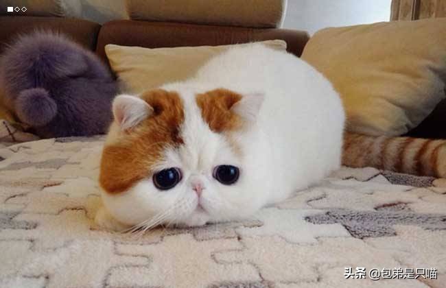 2000以下适合家养的宠物猫有哪些(有什么2000以下的宠物猫适合家养感谢邀请)