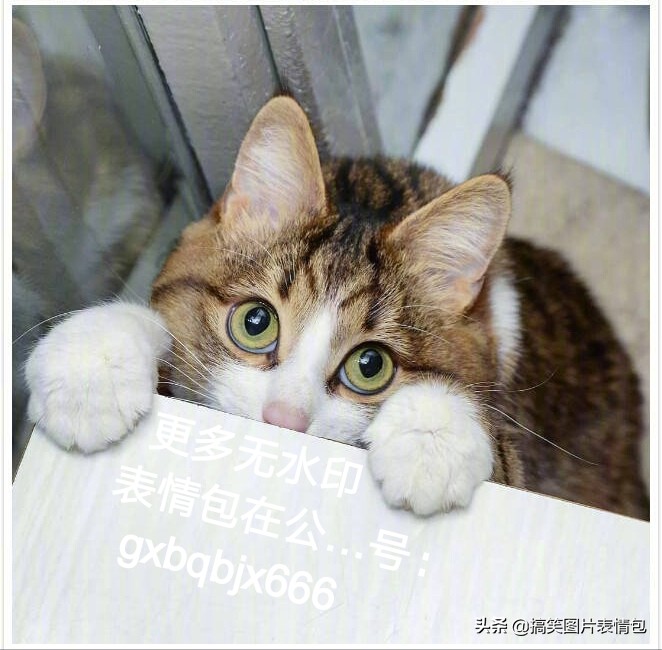 好奇滴大眼 邪魅滴猫牙 
“表情”和动作配合得太魔性了