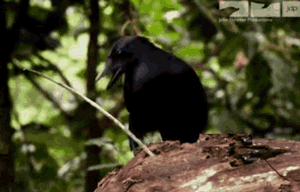 乌鸦居然会使用小树技来获取食物