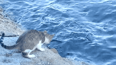 众所周知猫是怕水的 