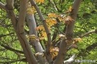院内载香椿好吗(院子里载香椿好吗？)