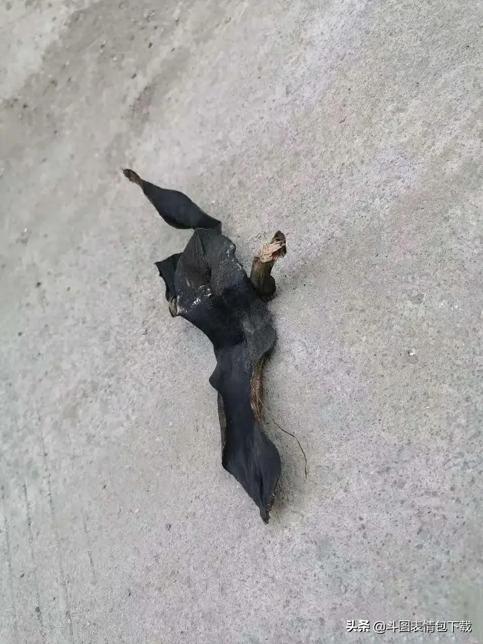 是谁在大马路上乱扔香蕉皮啊吓死我了还以为是蝙蝠