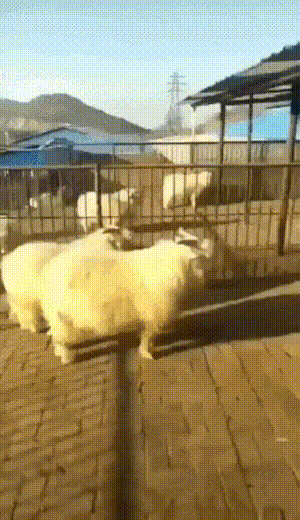 养羊有风险啊 
