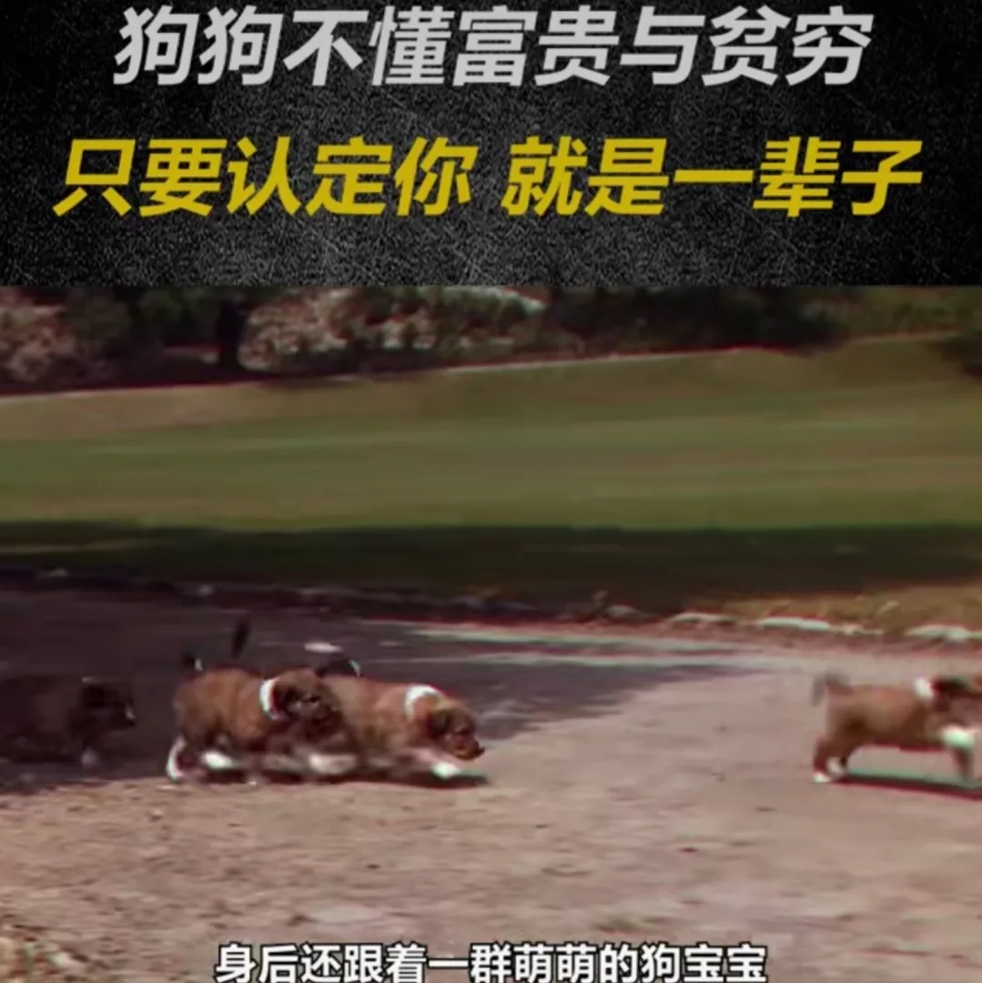 每次看到这个狗狗的电影，总是忍不住泪流满面！她是一条苏格兰牧羊犬