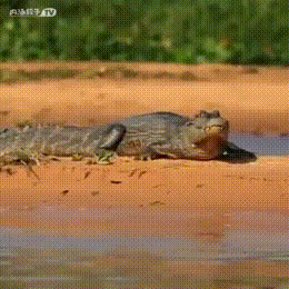 对于鳄鱼这种冷血动物来说，最危险的就是离开深水到陆地上晒太阳的时候了一个不留神就会被陆地上的顶级捕食者盯上，陷入打不过还跑不掉的尴尬险境 
