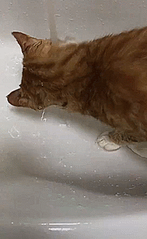 猫猫：想喝点水怎么这么难