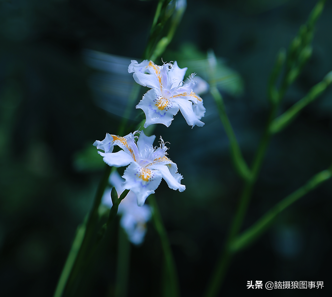 白色鸢尾花白色鸢尾花代表什么