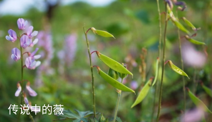 到底为什么歌曲(到底为什么？)