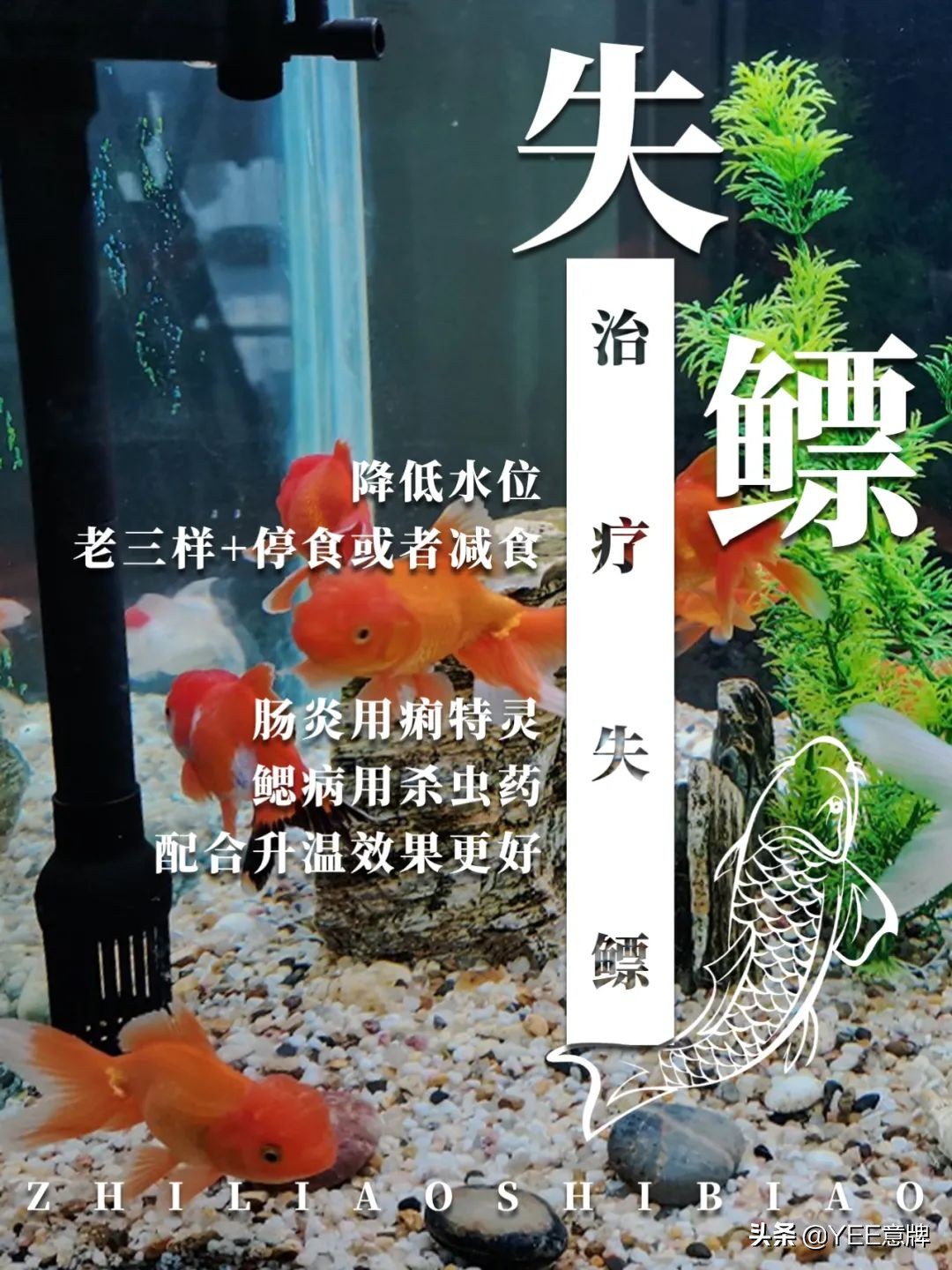 金鱼失鳔浅水养(没养过金鱼的小伙伴)